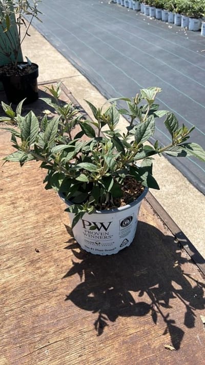 Arbustes de haie - Un ensemble 1 - Buddleja 'Blue Chip' - (3L) cm