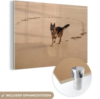 ® Glasschilderij 180x120 cm - Schilderij acrylglas - Duitse Herder is aan het spelen op het strand - Foto op glas - Muurdecoratie woonkamer - Wanddecoratie slaapkamer - Schilderijen