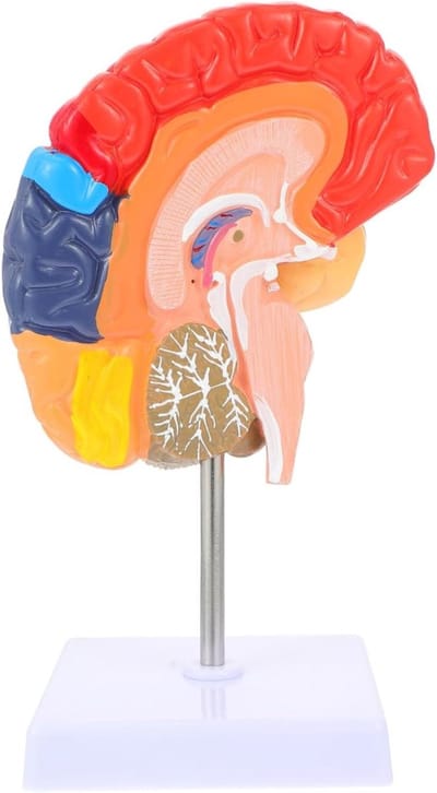 Hersendisplaymodel PVC - Hersenmodel Anatomisch - Onderwijs Medisch - Realistische Details - 27x11x11CM - Meerdere Kleuren