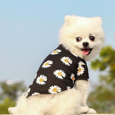 Cartoon Huisdier Kleding Hoodie Set voor kleine hond Chihuahua schattig zacht ademend mode Teddy hondenkleding Kat Tas Sweatshirt met Gat XS