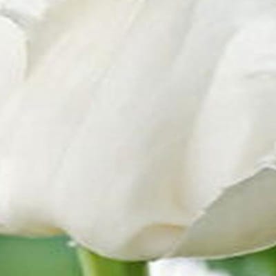 JUB - Tulipa noordeinde