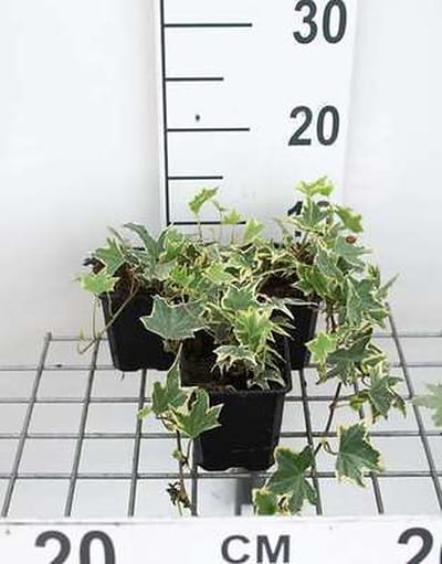12x Klimop , Witbonte Klimop, Bontbladige Klimop - Hedera helix 'Marg. Elegantissima' | 9x9 cm pot