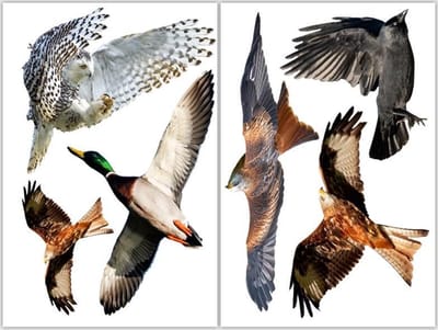 Raamstickers Vogels Herbruikbaar/herplaatsbaar - Statische vogelstickers voor raam | Vogelbescherming full-colour Vogelstickers