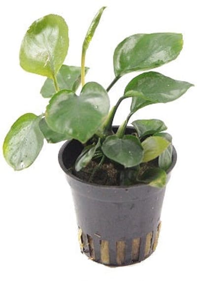 Aquaflora Anubias Nana Coin in 5 cm pot