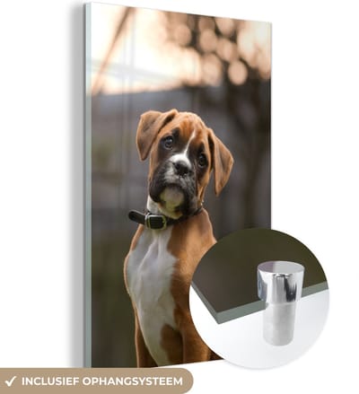 ® Glasschilderij 120x180 cm - Schilderij acrylglas - Zonsondergang met een mooie puppy - Foto op glas - Muurdecoratie woonkamer - Wanddecoratie slaapkamer - Schilderijen