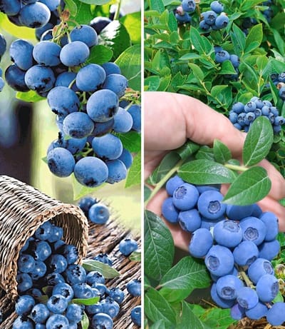 Blauwe Bessen Planten - Fruitstruiken - Zelf Fruit Kweken - Winterhard Meerjarig - 100-150cm Hoog