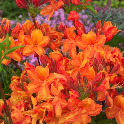 Plants Online BV - Planten - Tuinplanten - Heesters - Set van 1 - Rhododendron (AK) 'Golden Eagle'