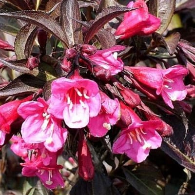 Weigela Florida Wine & Roses ('Alexandra') - Weigelia 'Alexandria' 40-50 cm pot
