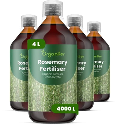 Vloeibare Meststof Voor Rozemarijn 4X1 L Voor 4000 L - Npk 2-1-8 - Ondersteunt Compacte - Aromatische Groei Bij Rozemarijn - Geschikt Voor Tuinborders - Potten En Verhoogde Plantenbedden - Verbetert De Concentratie Van Essentiële Oliën - Organifer