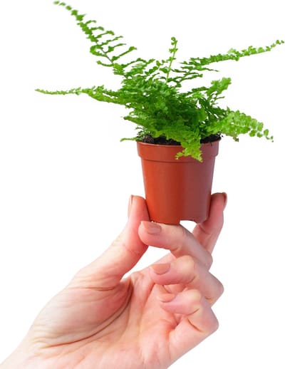 PLNTS - Baby Nephrolepis Green Fantasy (Zwaardvaren) - Kamerplant - Kweekpot 6 cm - Hoogte 10 cm