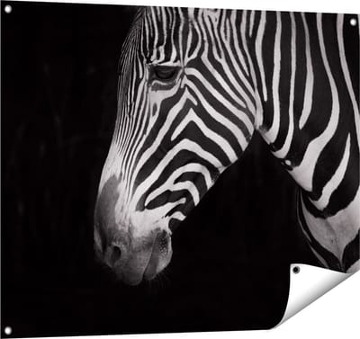 Gards Tuinposter Zebra Kop vanaf de Zijkant - Zwart Wit - 100x80 cm - Tuindoek - Tuindecoratie - Wanddecoratie buiten - Tuinschilderij