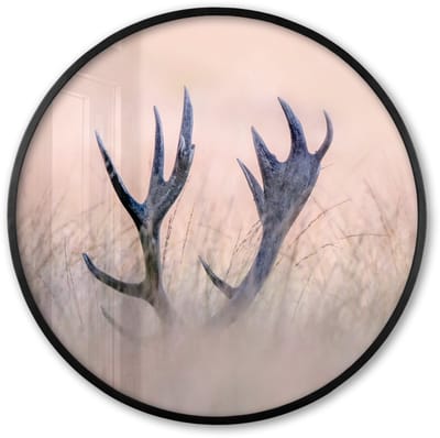 Poster in lijst Rond - Fotolijst 60x60 cm - Posters - Gewei - Hert - Gras - Natuur - Ronde posterlijst zwart - Decoratie - Wanddecoratie woonkamer - Muurdecoratie slaapkamer