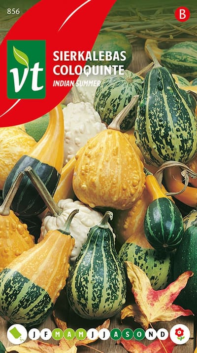 Sierkalebas 'Indian Summer Mix' Zaden - Unieke Vruchten in Allerlei Kleuren