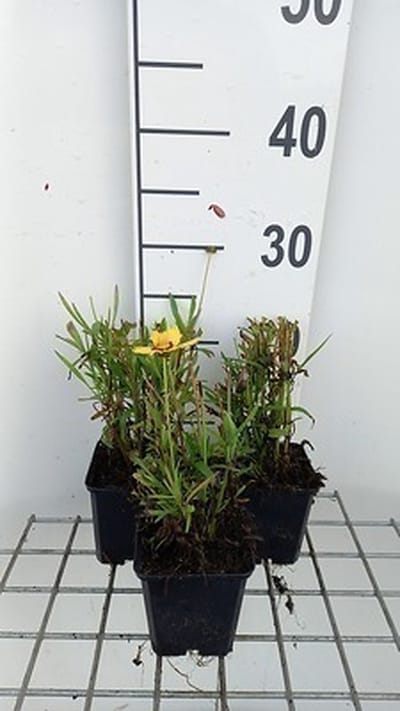 6x Coreopsis - Coreopsis grand. 'Sunkiss' | 9x9 cm pot
