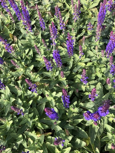 6 x Salvia nemorosa 'Blue Bouquetta' - Salie - pot 9 x 9 cm