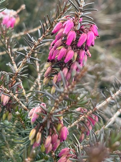 Winterheide Roze - 10 Stuks - Erica carnea 'Heathwood' - P9.5 - Plant - Tuinplant - Heide