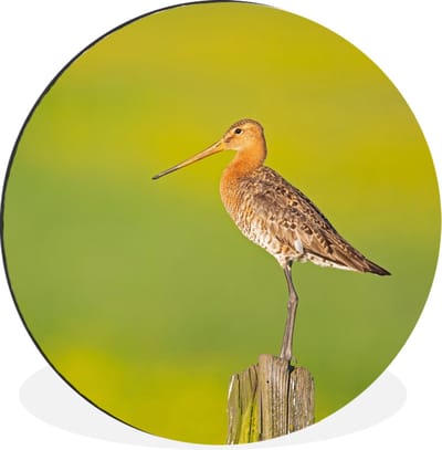 WallCircle - Wandcirkel - Muurcirkel - Vogel - Dieren - Grutto - Paal - Groen - Aluminium - Dibond - 120x120 cm - Binnen en Buiten XXL