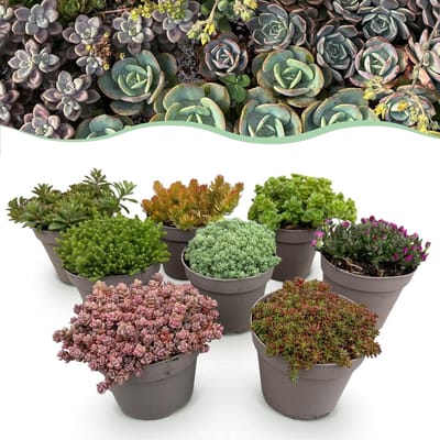 Green boutiQ - Bodembedekker - Winterhard - Alpine Mix - 8 Planten - Diversen Kleuren - Weinig Onderhoud - Pot 14cm Hoogte 17cm