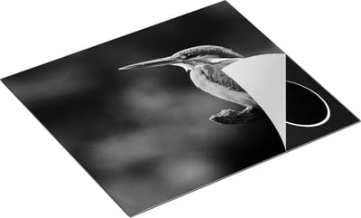 Chefcare Inductie Beschermer Blauw Oranje IJsvogel op een Tak - Zwart Wit - 60x50 cm - Afdekplaat Inductie - Kookplaat Beschermer - Inductie Mat
