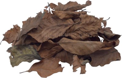 Oak Leaves, 1L