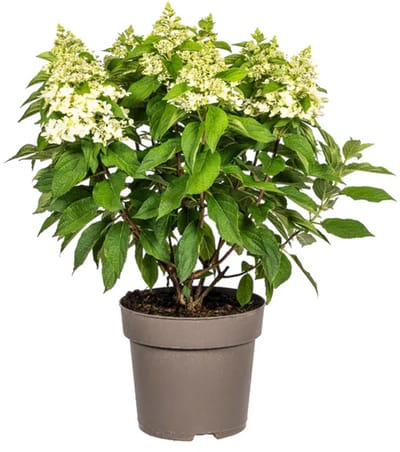 JUNAVERA Hydrangea paniculata (pluimhortensia) | Ca. 60 cm hoog bij levering | In 17 cm pot | Licht roze bloempluimen voor tuin en terras