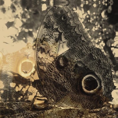 Louise Landes Levi - Ikiru Or The Wanderer (LP)
