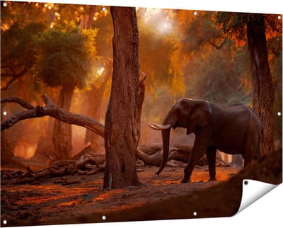 Gards Tuinposter Olifant in het Bos - 150x100 cm - Tuindoek - Tuindecoratie - Wanddecoratie buiten - Tuinschilderij