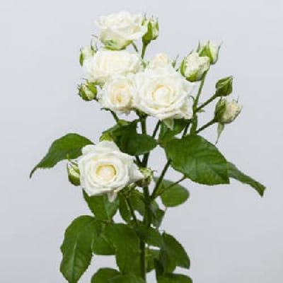 10x Rosa josephine 50cm