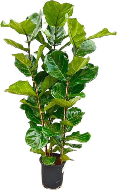 Ficus Lyrata Kamerplant – Vioolbladplant Struik - Groene vijg – 140 cm Hoog – potmaat Ø27