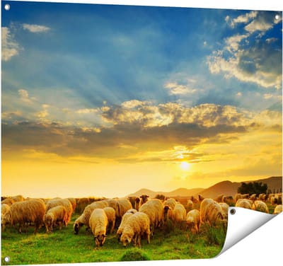 Gards Tuinposter Kudde Schapen op het Gras bij Zonsondergang - 100x80 cm - Tuindoek - Tuindecoratie - Wanddecoratie buiten - Tuinschilderij