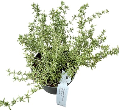 Rosmarinus officinalis Prostratus Group - Rozemarijn, Kruiprozemarijn 20 - 30 cm in pot