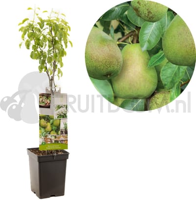 Pyrus communis Doyenné du Comice | handpeer | patio