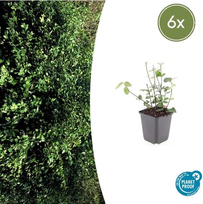 Tuinplantenshop.com | Euonymus fort. 'Coloratus' | 6 stuks - Ø9cm - 10-25cm hoog - Tuinplant