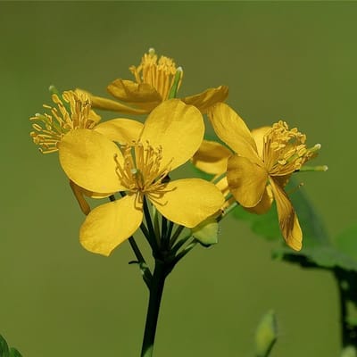6x Chelidonium majus Pot 9x9cm - Prachtige planten voor in jouw tuin