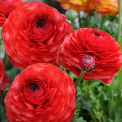 Aziatische ranonkel (Ranunculus Asiaticus) - Ranonkel Rood - Ranunculus dubbel - Bijen-Vlinders - Snijbloemen - (Ook)-Voor in huis - Zomerbollen