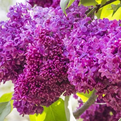 Syringa vulgaris 'Charles Joly' - Sering 40-60 cm in pot