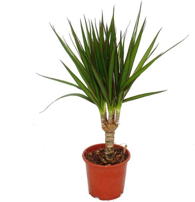 Onderhoudsvriendelijke Dracaena Marginata Kamerplant met Luchtreinigende Werking in Pot
