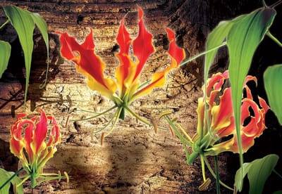 Fotobehang Flowers Floral | XL - 208cm x 146cm | 130g/m2 Vlies
