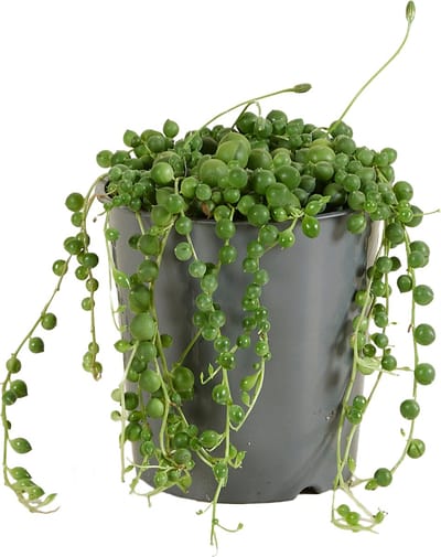 Bloomique - Senecio Rowleyanus - Erwtenplant - Hangplant - Kamerplanten - Gemakkelijk Te Verzorgen - Hoogte 10-15 cm - Pot 12 cm