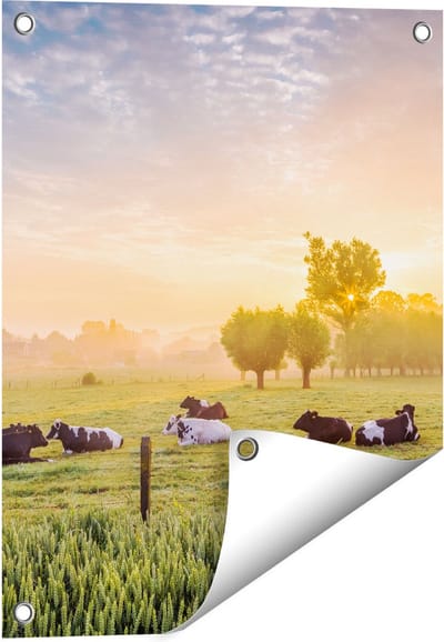 Gards Tuinposter Koeien in de Wei tijdens Zonsopgang - 40x50 cm - Tuindoek - Tuindecoratie - Wanddecoratie buiten - Tuinschilderij