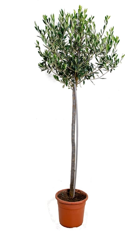 Bloomique - Olea Europaea - Olijfboom op Stam - Tuinplanten - Winterhard - Hoogte 100-120 cm - Pot 21 cm