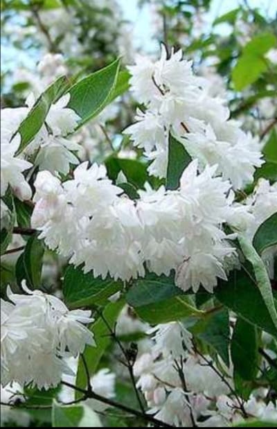 Deutzia magnifica - Bruidsbloem 60- 80 cm in pot