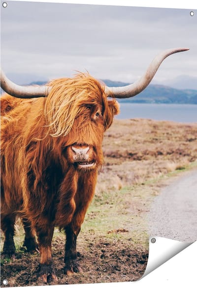 Gards Tuinposter Schotse Hooglander Koe op de Weg - 80x100 cm - Tuindoek - Tuindecoratie - Wanddecoratie buiten - Tuinschilderij