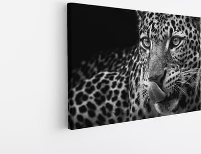 Saammp Canvas Schilderij - Panter met tong naar buiten - Natuur - Dieren - 45x30 - Foto op canvas - Wanddecoratie - Muurdecoratie Woonkamer - Slaapkamer decoratie - Canvas Print