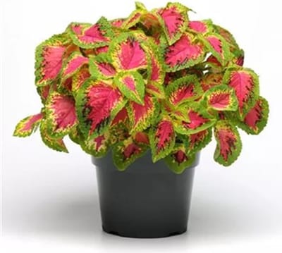 Coleus x blumei Solento Rose