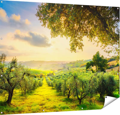 Gards Tuinposter Olijvenbomen - Olijvengaard - 150x120 cm - Tuindoek - Tuindecoratie - Wanddecoratie buiten - Tuinschilderij