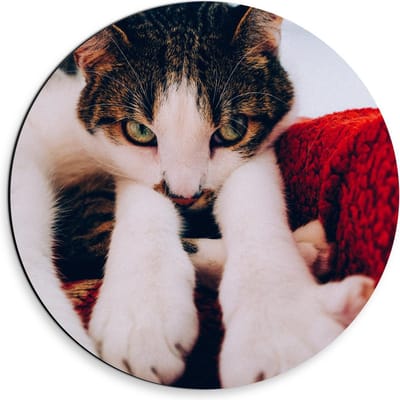 Dibond Wandcirkel - Onschuldige Bruine Kat - 30x30cm Foto op Aluminium Wandcirkel (met ophangsysteem)