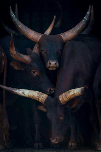 Family Of Horns- Kristal Helder Galerie kwaliteit Plexiglas 5mm. - Blind Aluminium Ophangframe - Fotokunst - Luxe Wanddecoratie - inclusief verzending