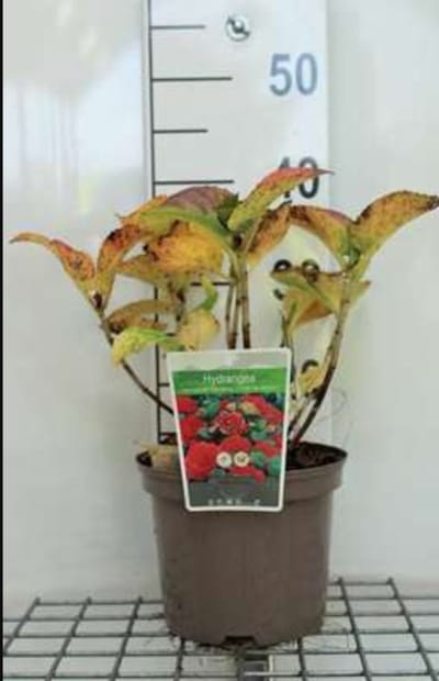 2 x Hydrangea macr. 'Red Baron' ( 'sch. bautznerin') - Hortensia 25- 30 cm in pot