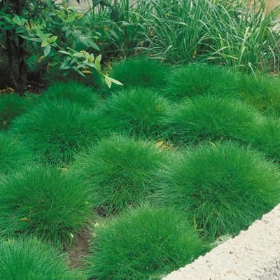 4 x Berenvel of Zwenkgras XL - Winterhard Siergras - Festuca gautieri in C2(liter) pot met hoogte 10-20cm